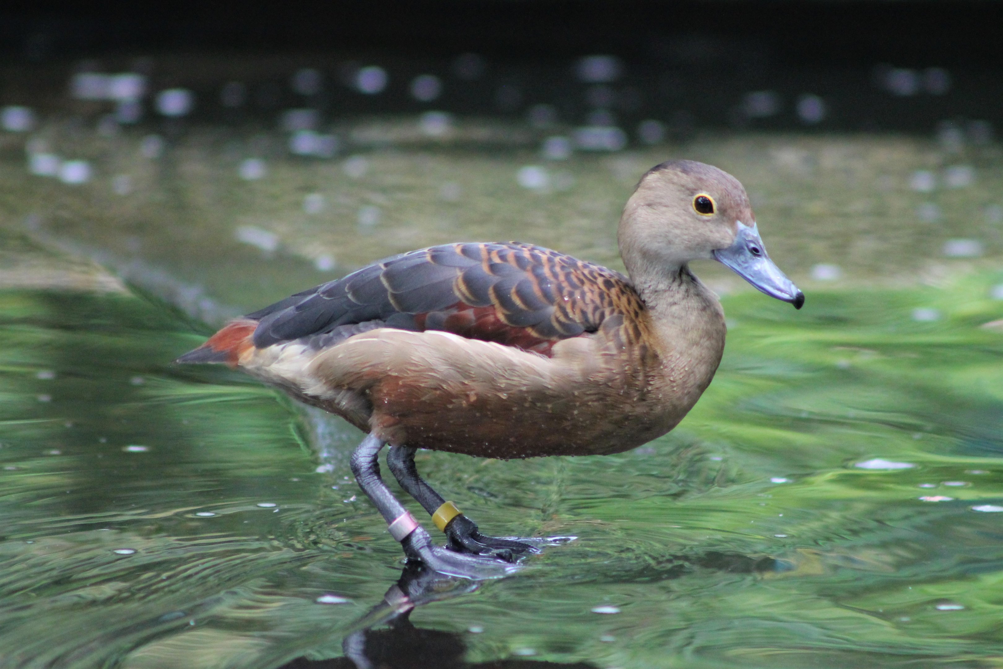 Lesser Whistling Duck (Dendrocygna javanica)