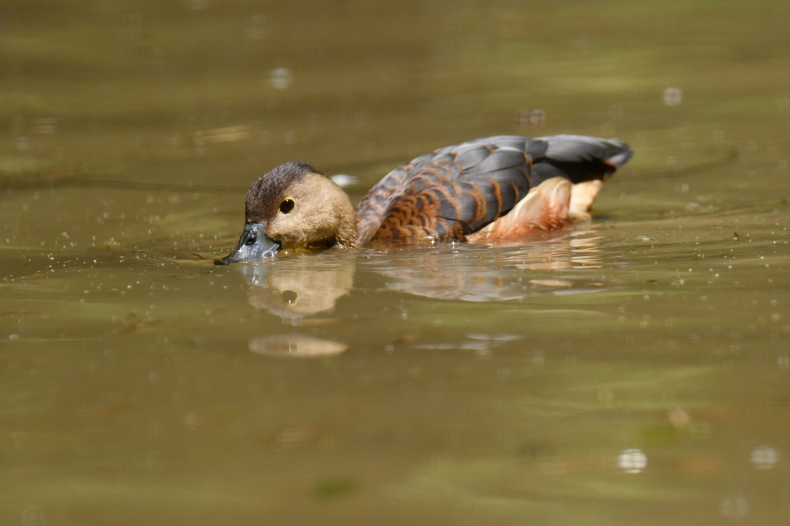 Lesser Whistling-Duck Dendrocygna javanica