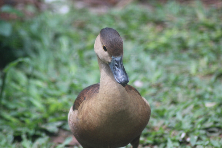 Lesser whistling duck (Dendrocygna javanica)
