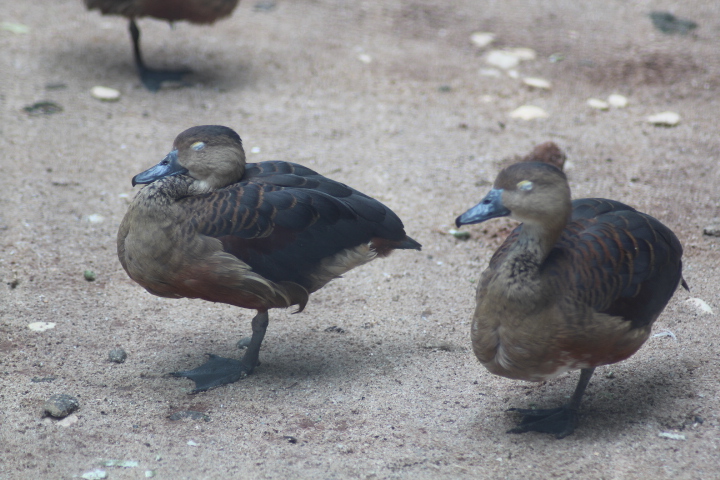 Lesser whistling duck (Dendrocygna javanica)