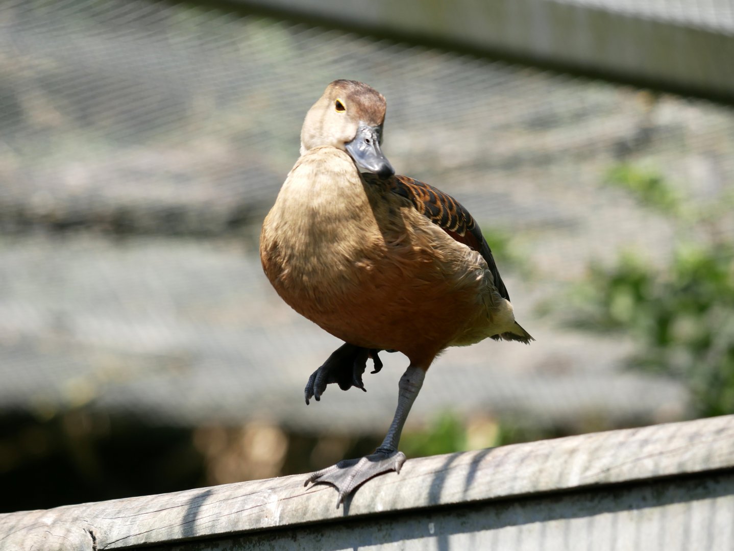 Lesser whistling duck (Dendrocygna javanica)
