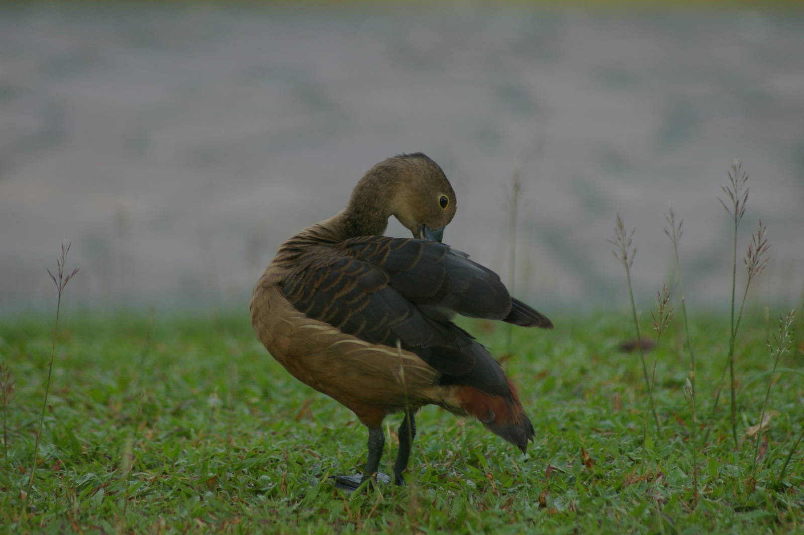 lesser whistling duck (Dendrocygna javanica)