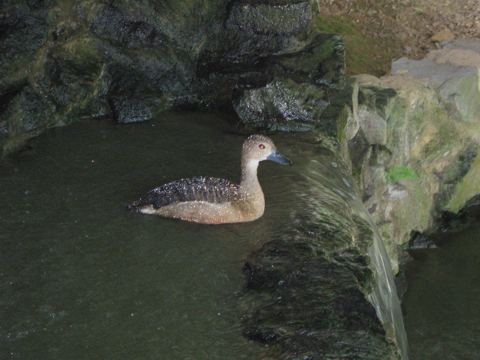 lesser whistling duck (Dendrocygna javanica)