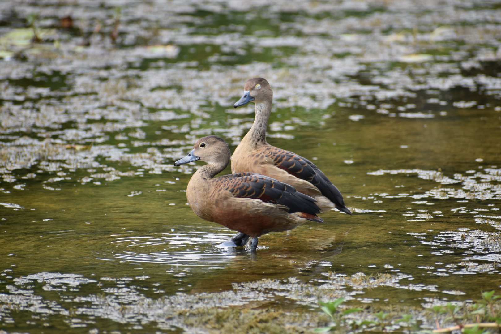 Lesser Whistling Duck ~ Singapore Botanic Gardens