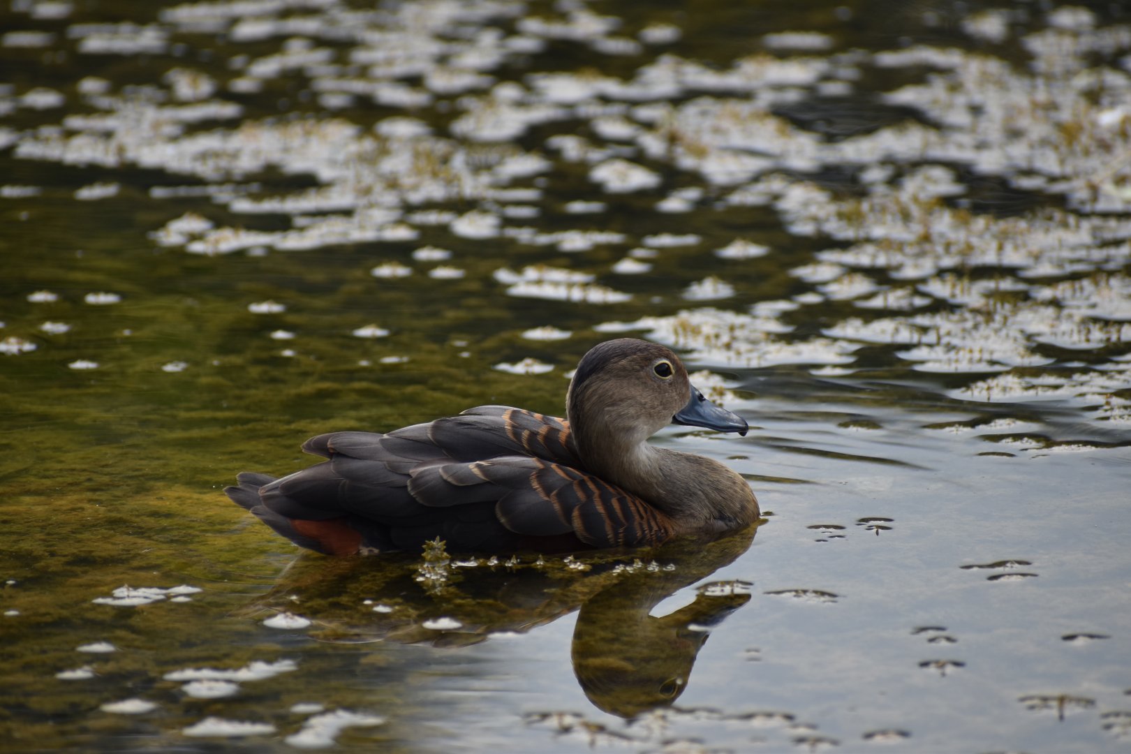 Lesser Whistling Duck ~ Singapore Botanic Gardens