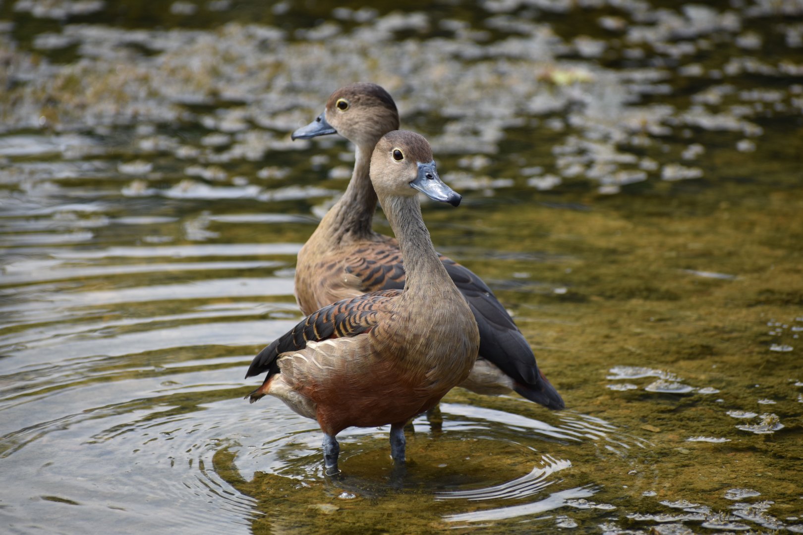 Lesser Whistling Duck ~ Singapore Botanic Gardens