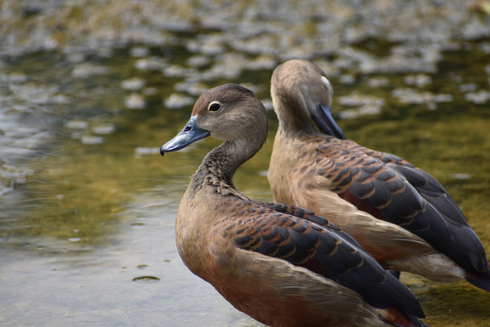 Lesser Whistling Duck ~ Singapore Botanic Gardens