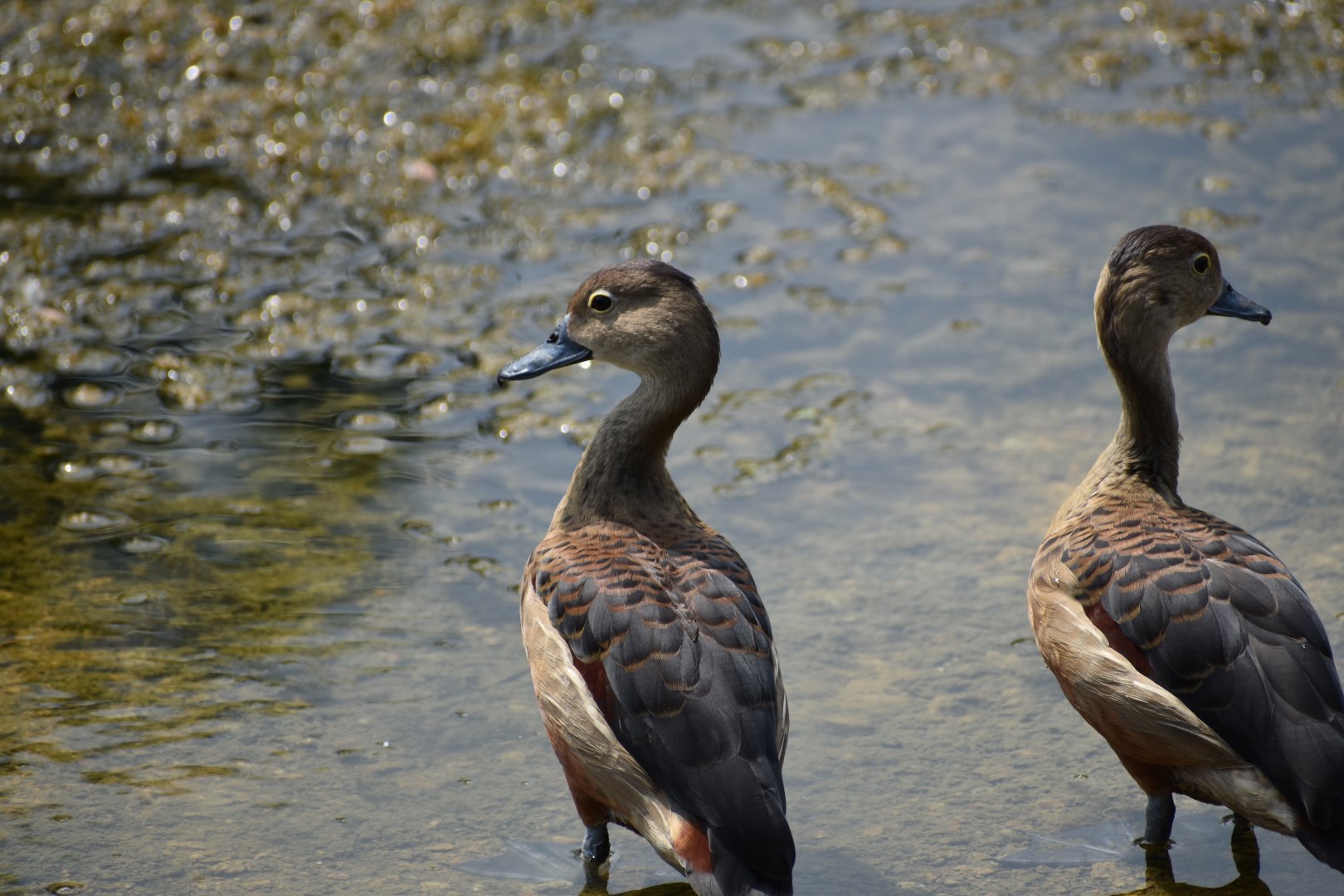 Lesser Whistling Duck ~ Singapore Botanic Gardens