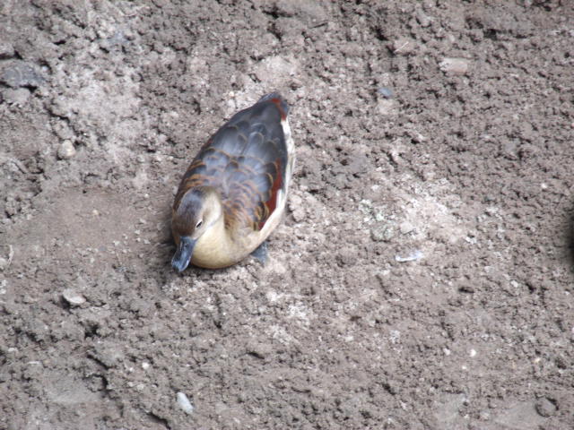 Lesser Whistling Duck