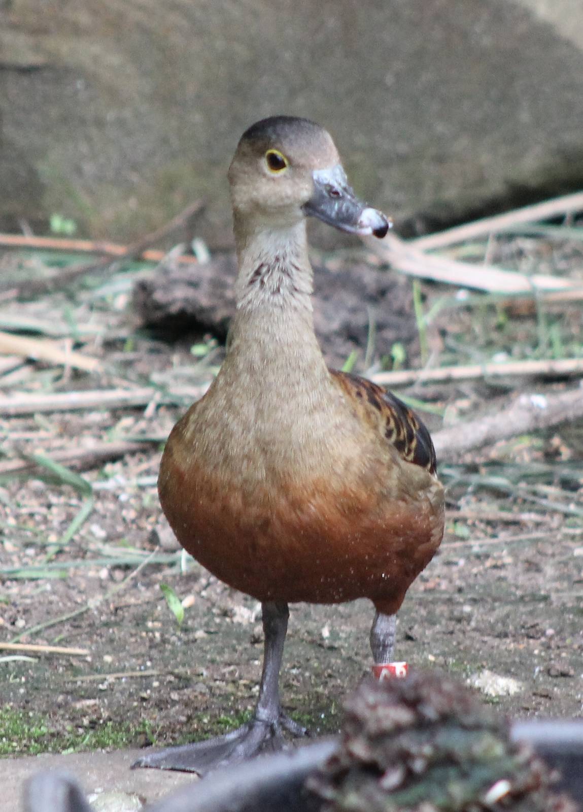 Lesser whistling duck