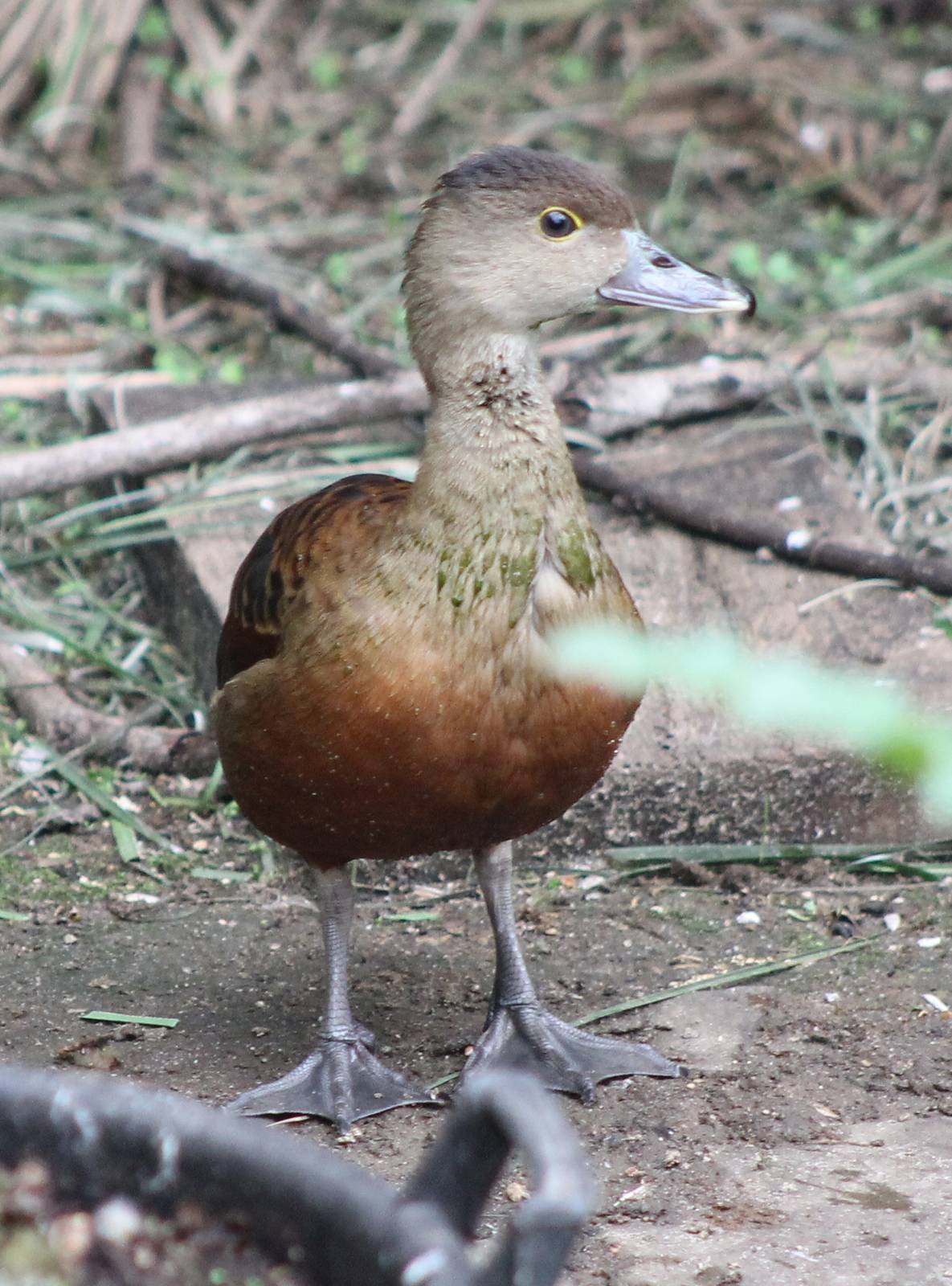 Lesser whistling duck