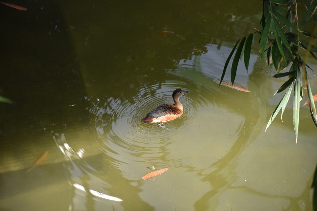 Lesser whistling duck