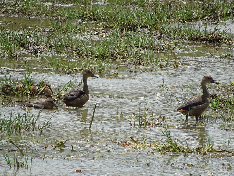 Lesser whistling duck