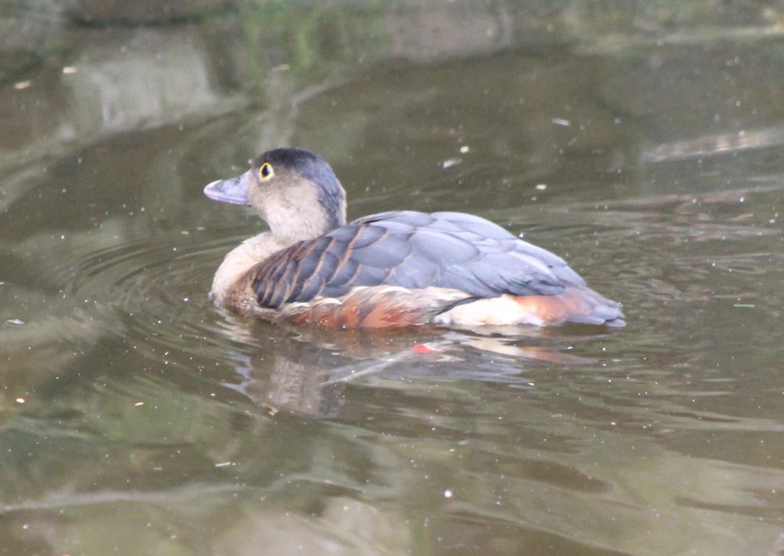 Lesser whistling duck