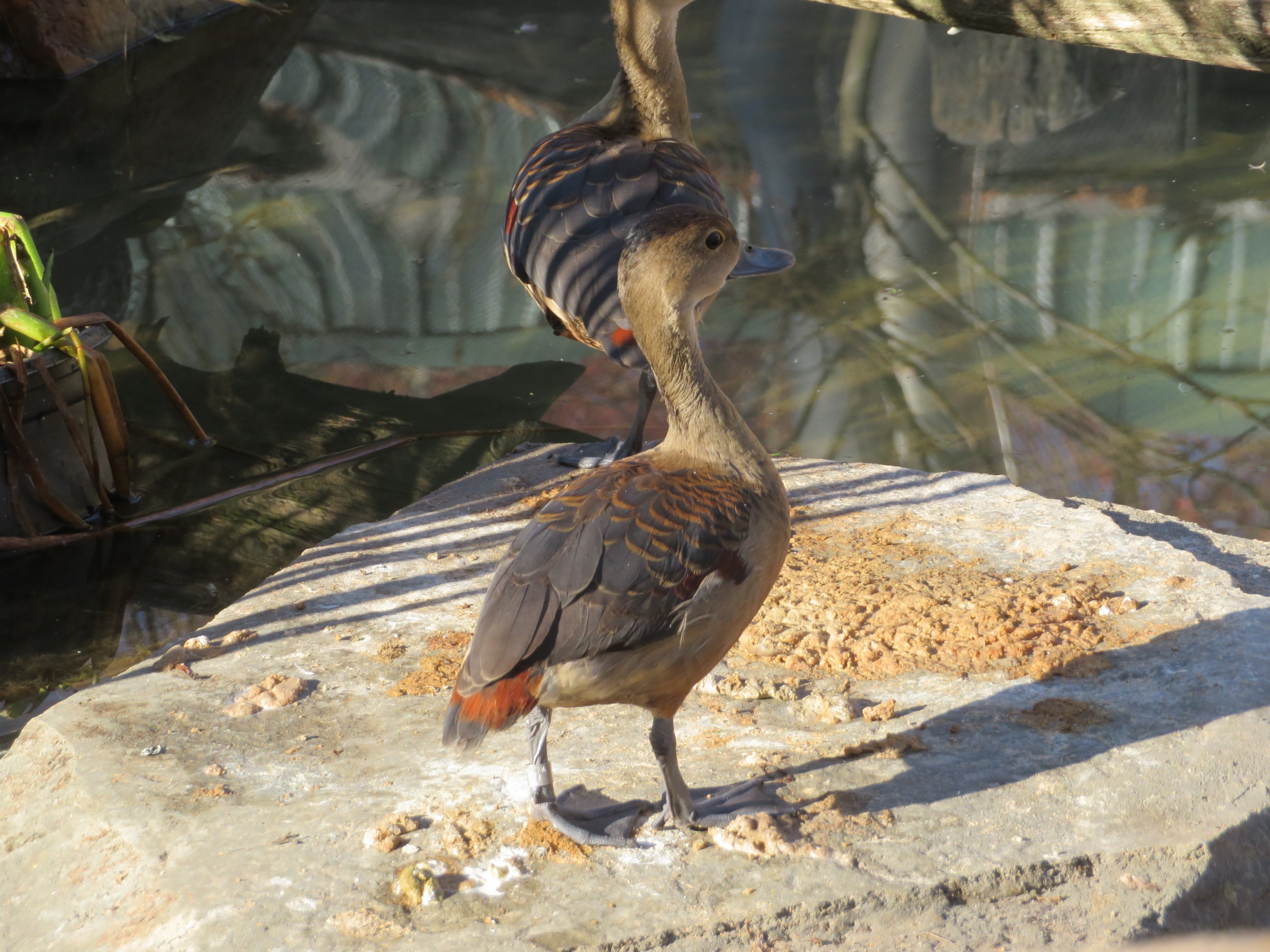 Lesser Whistling Duck