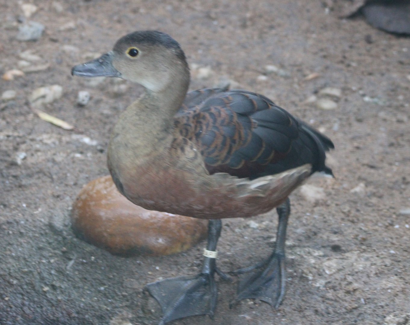 Lesser whistling duck