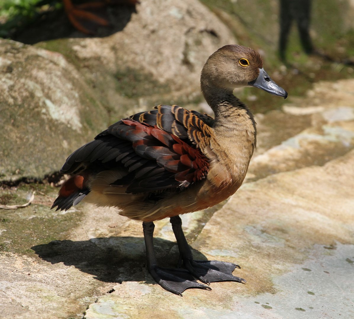 Lesser Whistling Duck