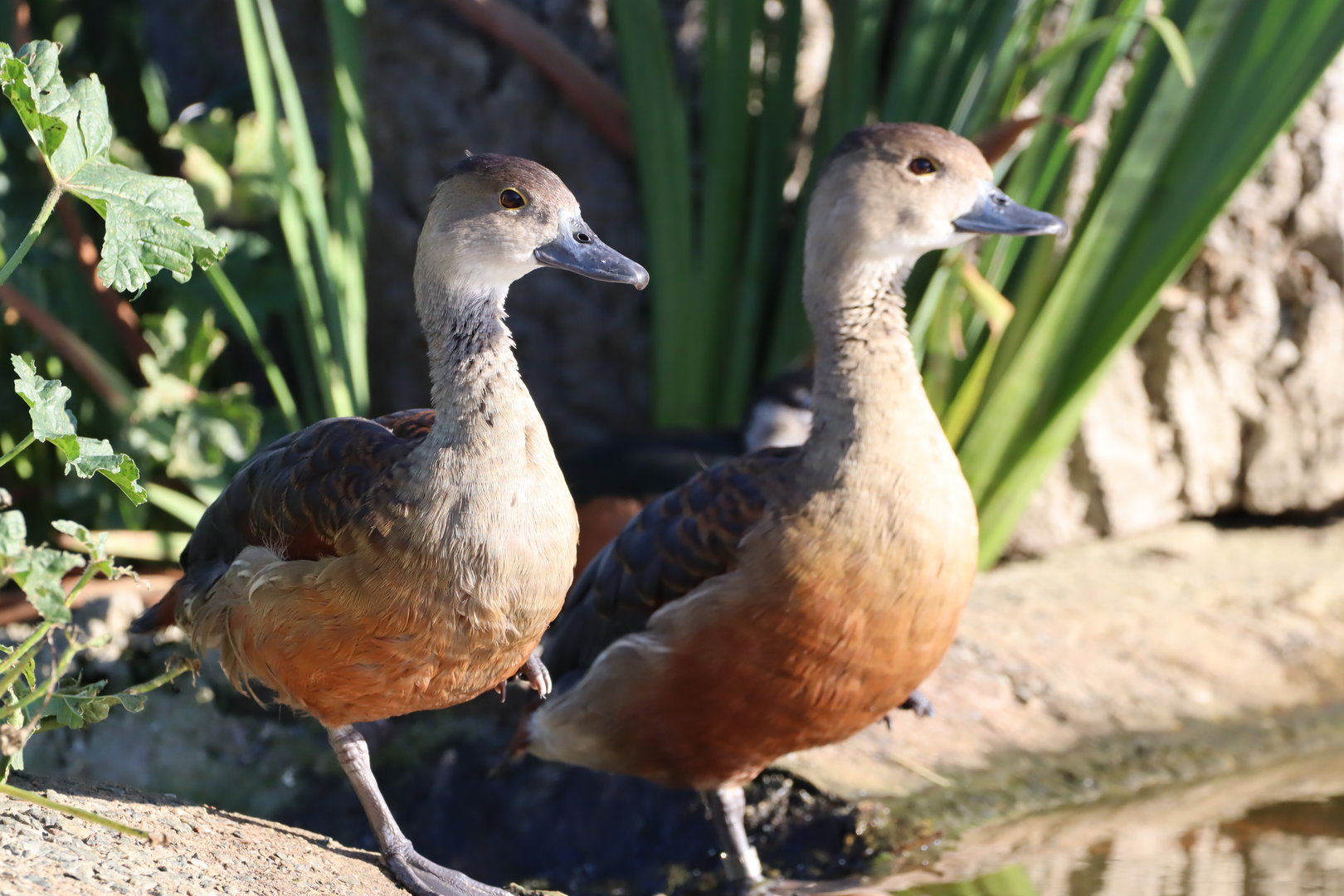 Lesser whistling-duck