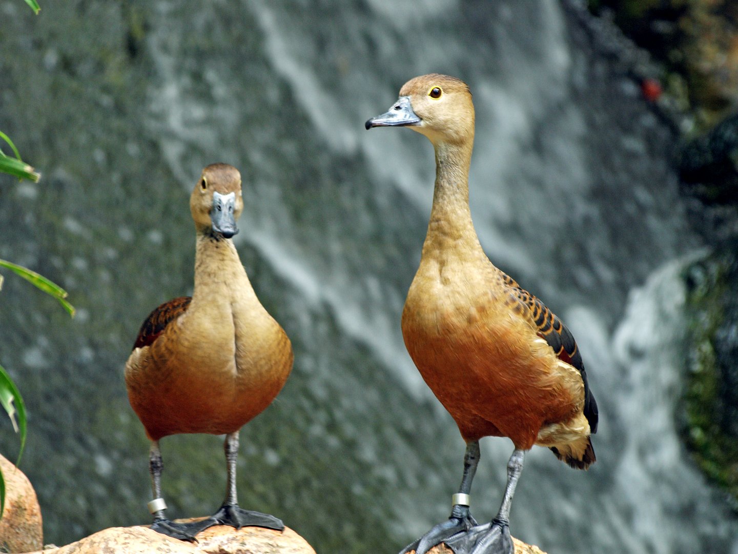 Lesser Whistling duck