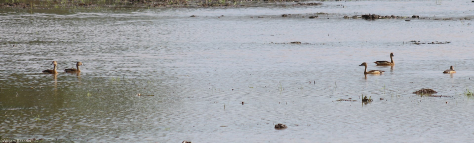 Lesser Whistling Ducks - Bangkok Suburbs