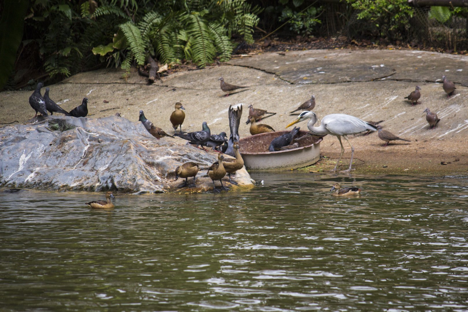 Lesser whistling ducks, Dendrocygna javanica and Grey heron, Ardea cinerea jouyi