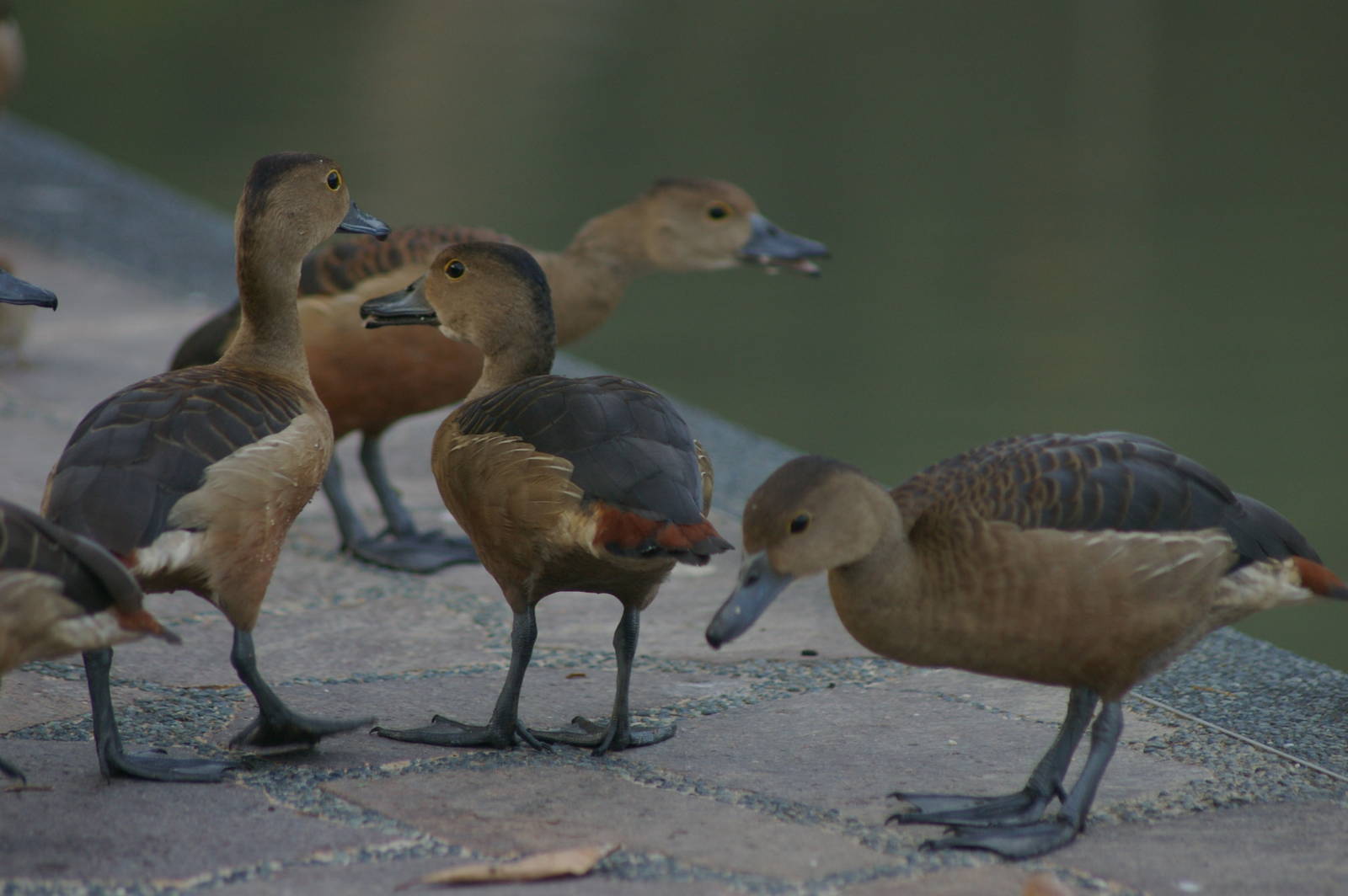 lesser whistling ducks (Dendrocygna javanica)