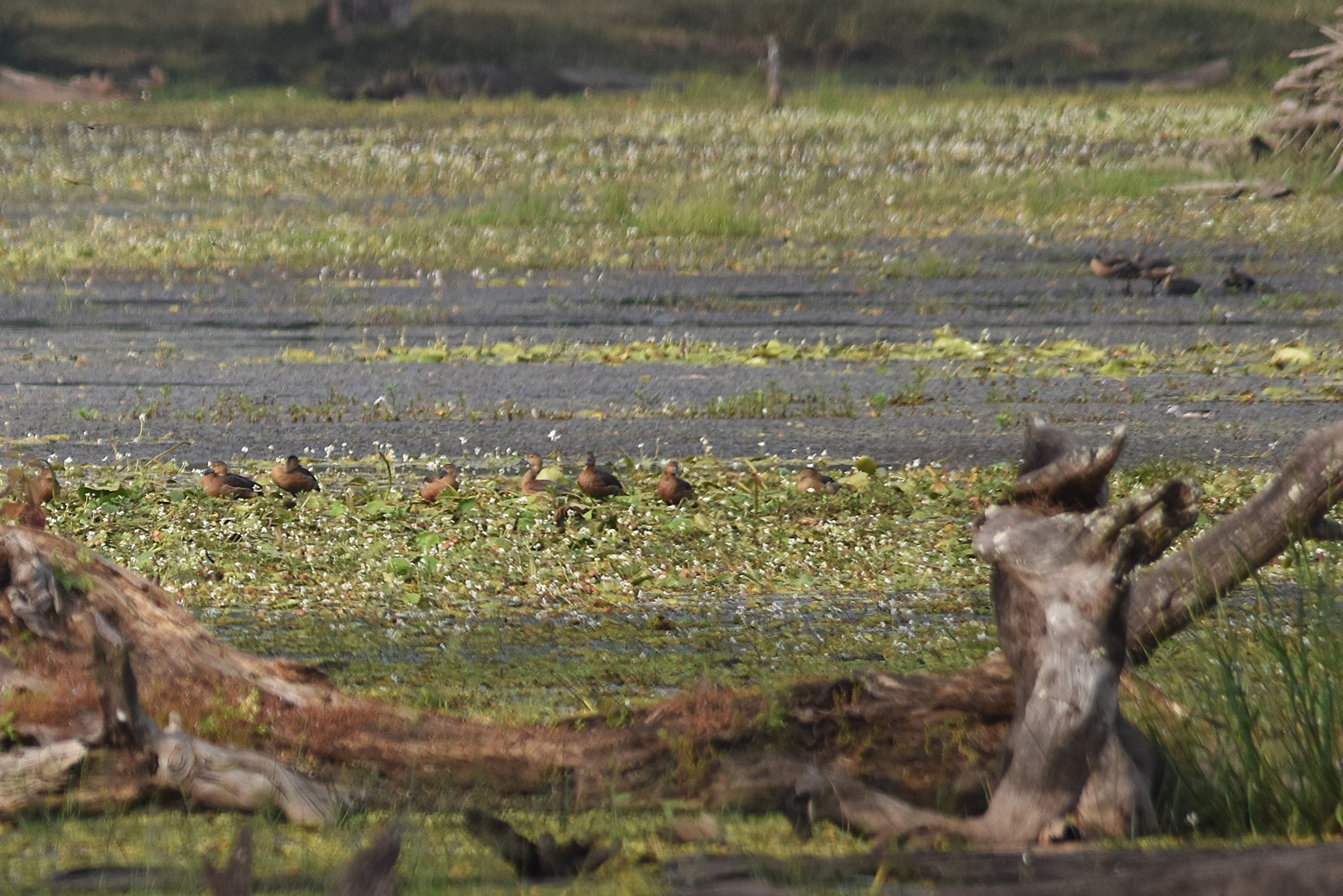 Lesser Whistling Ducks, Nagarahole Tiger Reserve, 23rd November 2024