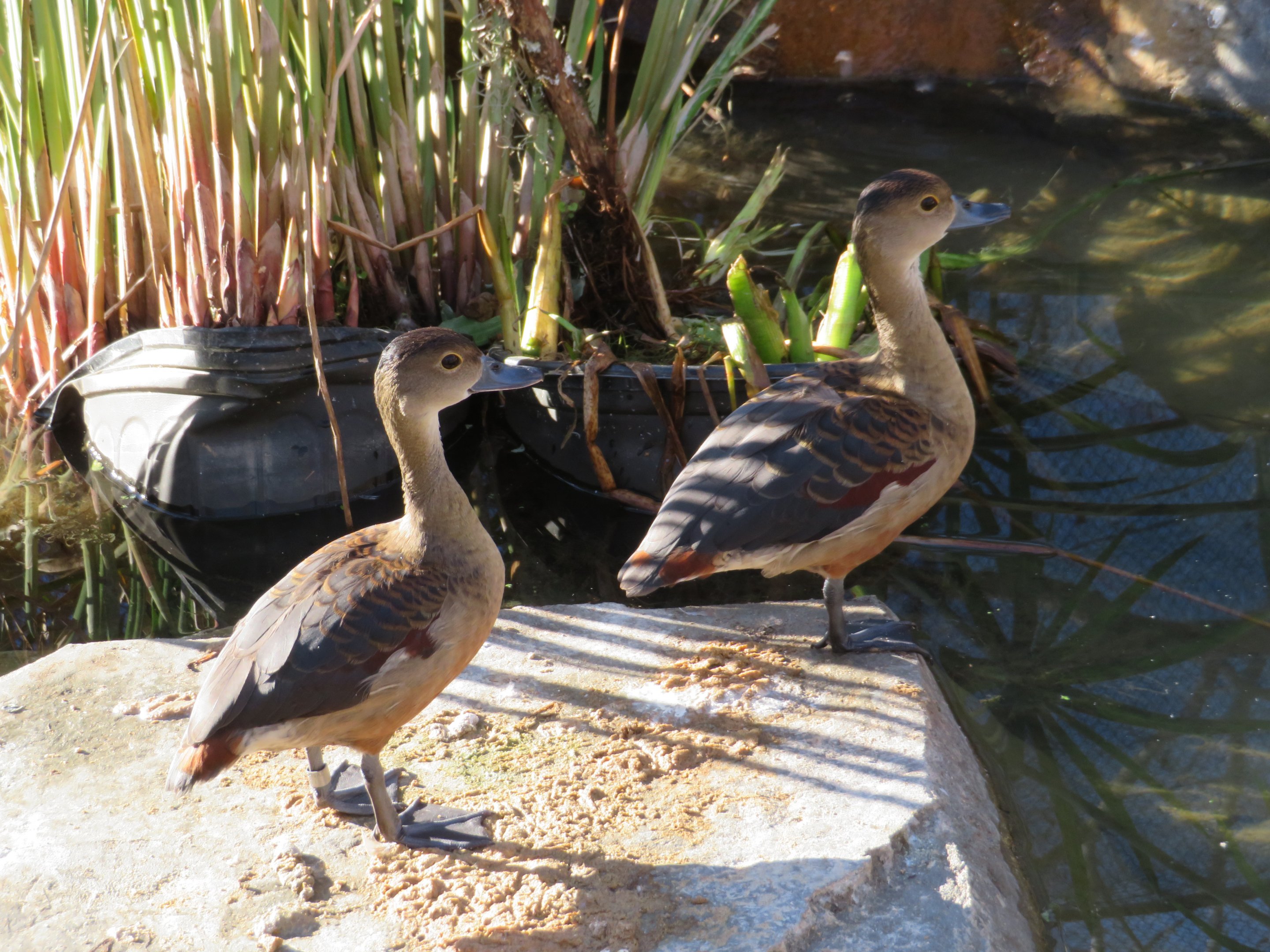 Lesser Whistling Ducks