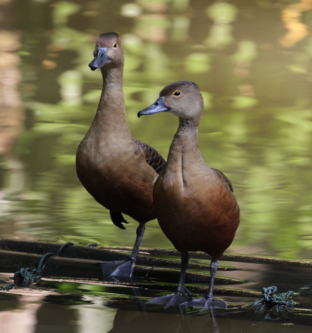 Lesser Whistling Ducks