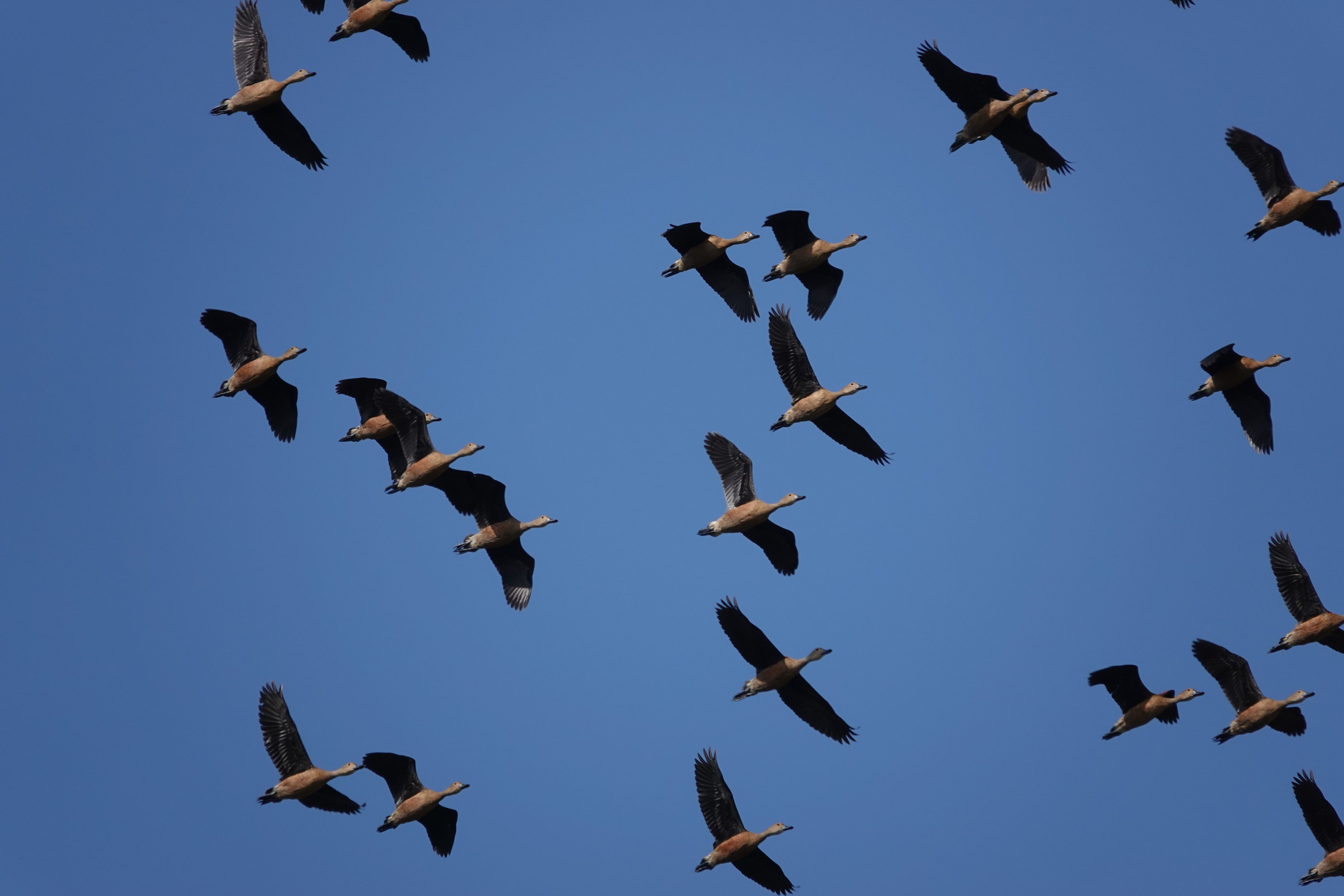 Lesser Whistling-Ducks