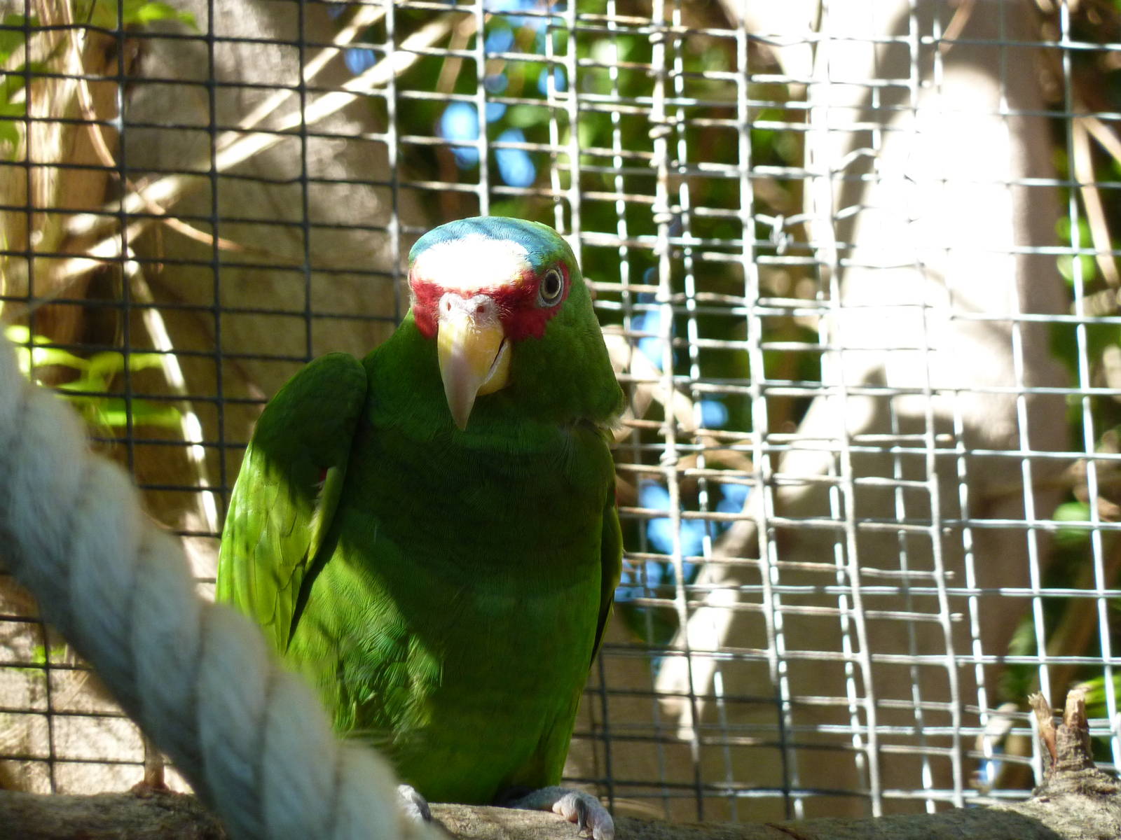 Lesser white-fronted amazon, December 2012