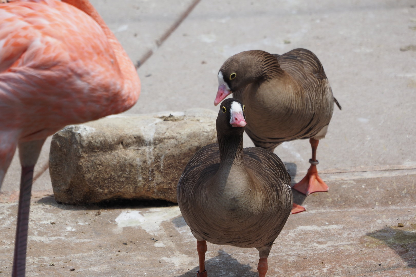 Lesser White-Fronted Geese and American Flamingo