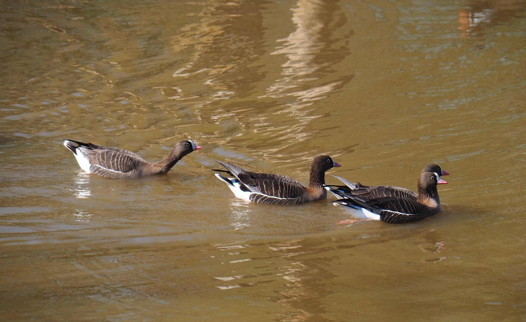 Lesser white-fronted geese (Anser erythropus), 2019-03-30