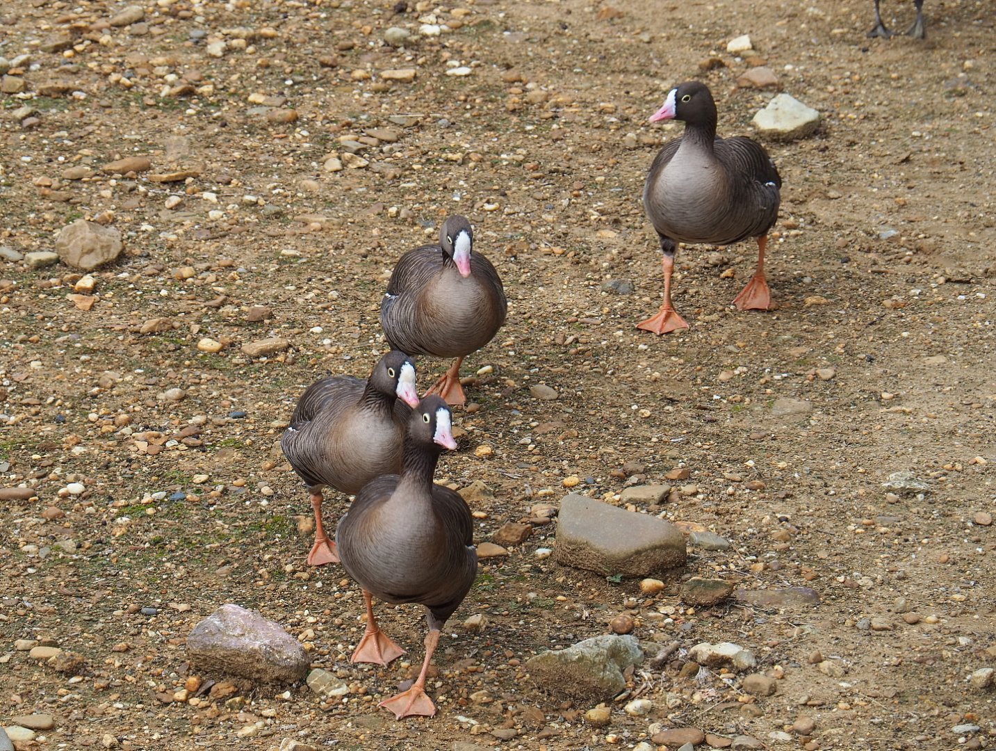 Lesser white-fronted geese (Anser erythropus), 2019-07-21