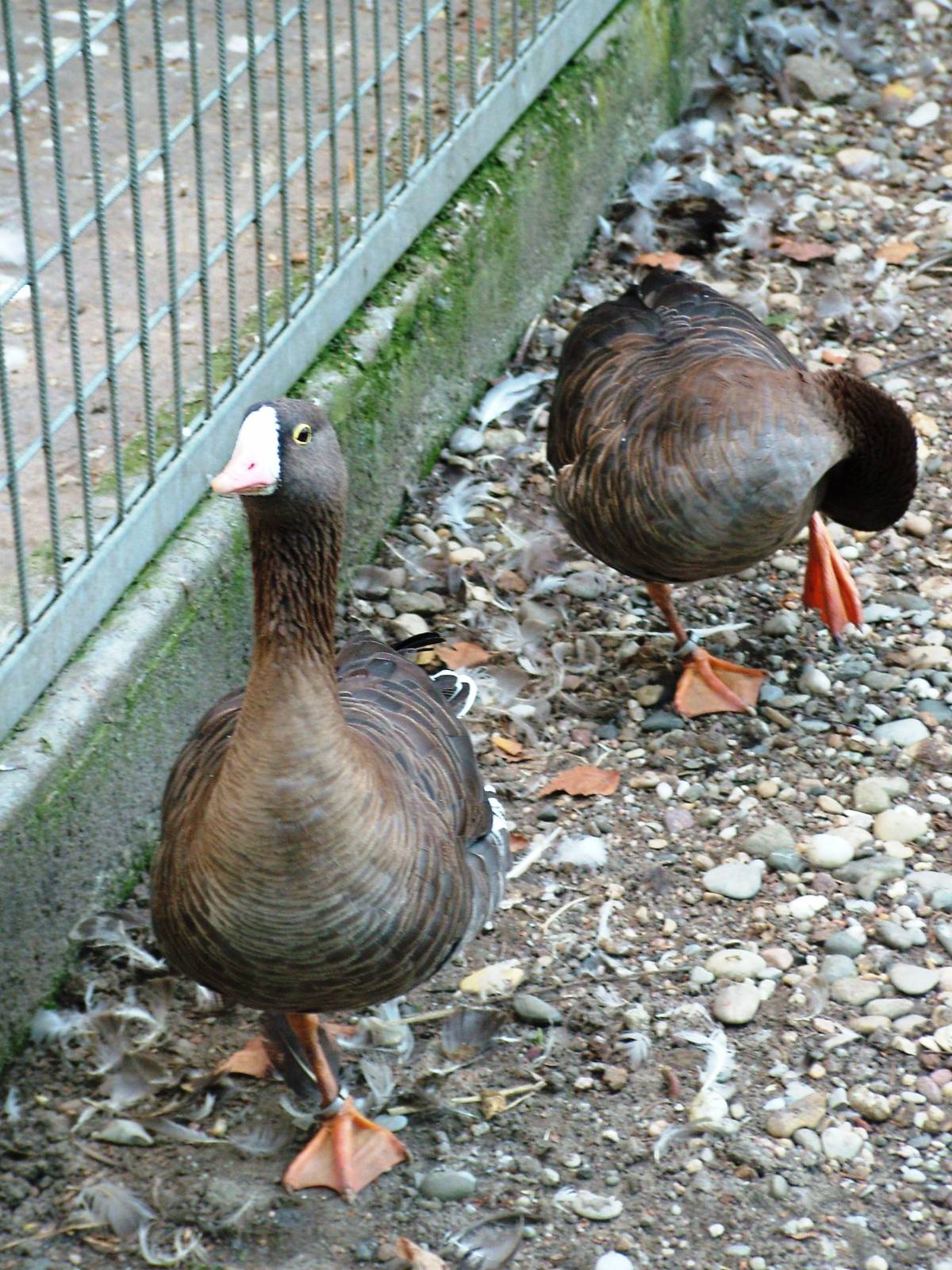 Lesser White-fronted Geese at Vogelpark Biebesheim, 05/09/2010