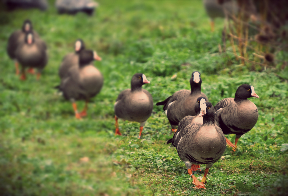 lesser white fronted geese