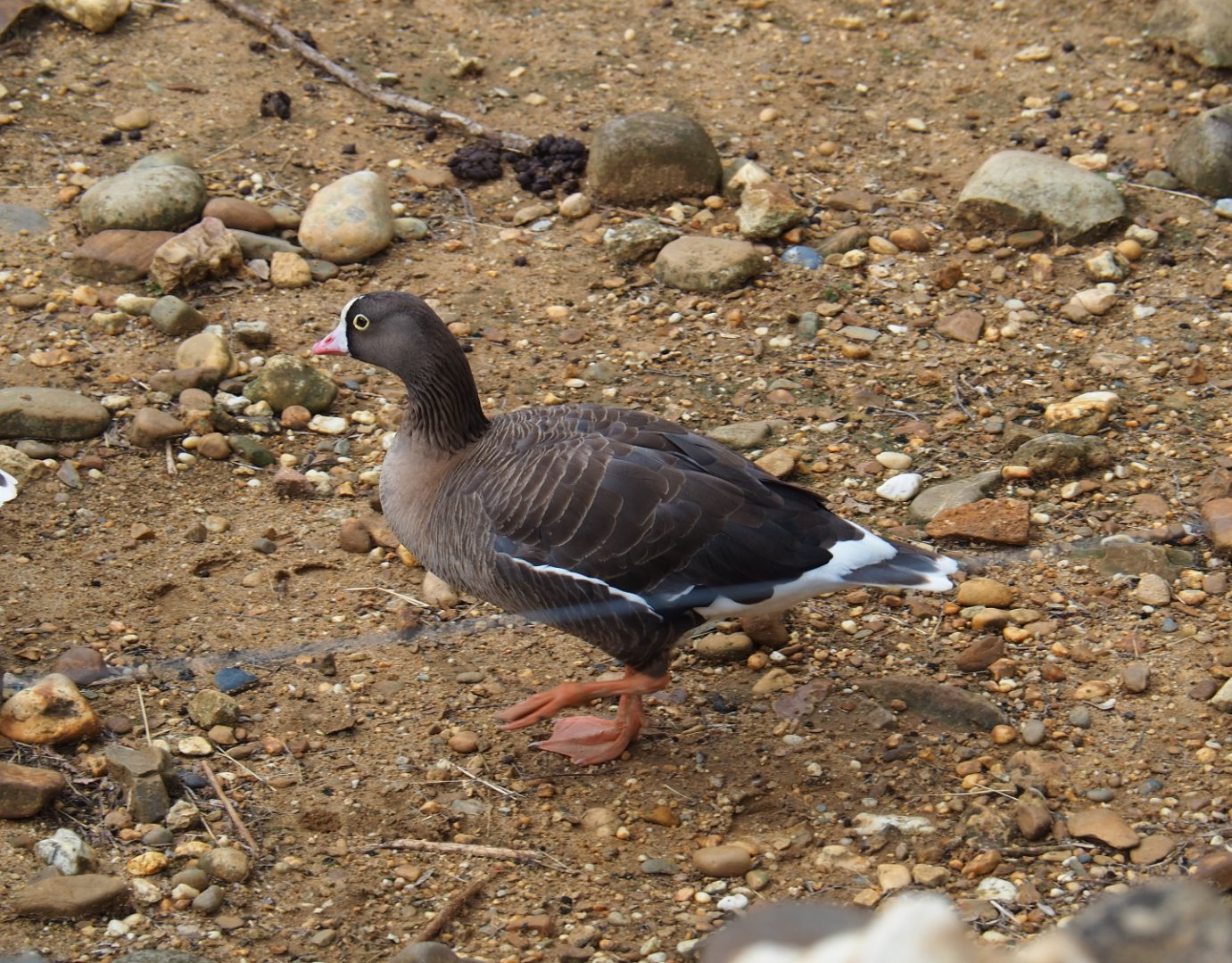 Lesser white-fronted goose (Anser erythropus), 2019-07-21
