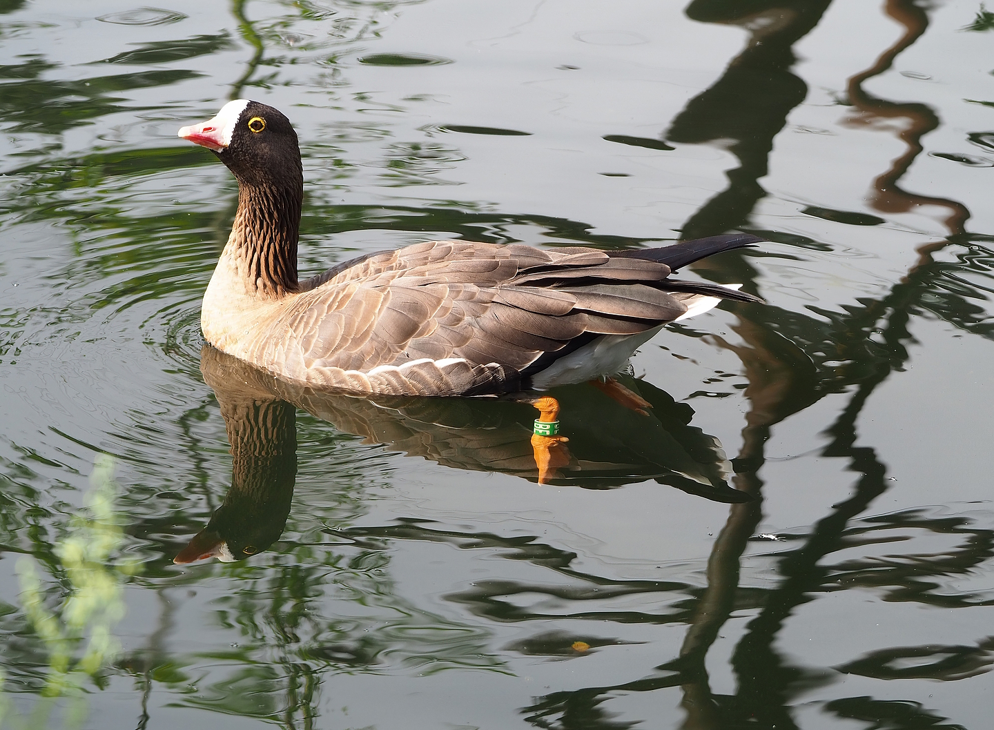 Lesser white-fronted goose (Anser erythropus), 2022-08-20