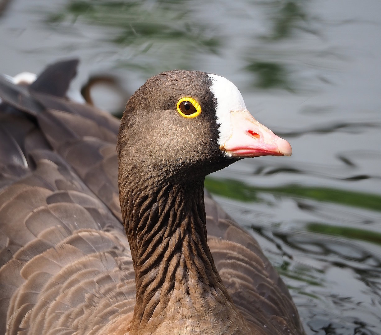 Lesser white-fronted goose (Anser erythropus), 2022-08-20