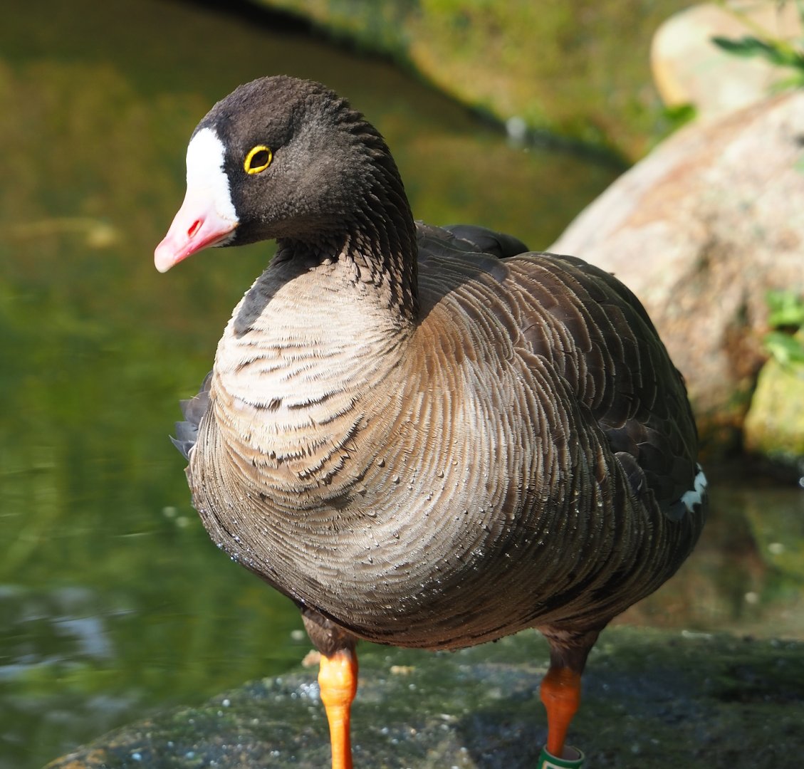 Lesser white-fronted goose (Anser erythropus), 2023-07-18