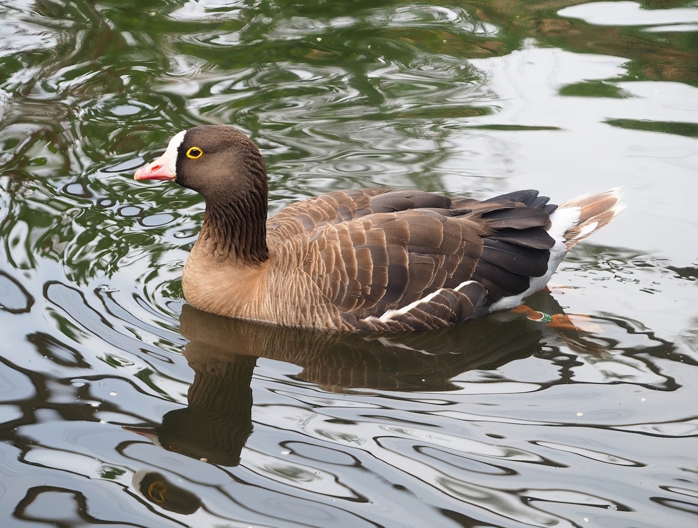 Lesser white-fronted goose (Anser erythropus), 2023-07-18