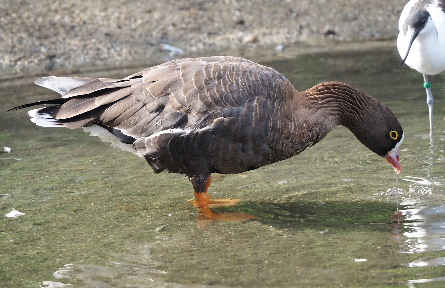 Lesser white-fronted goose (Anser erythropus), 2024-08-21