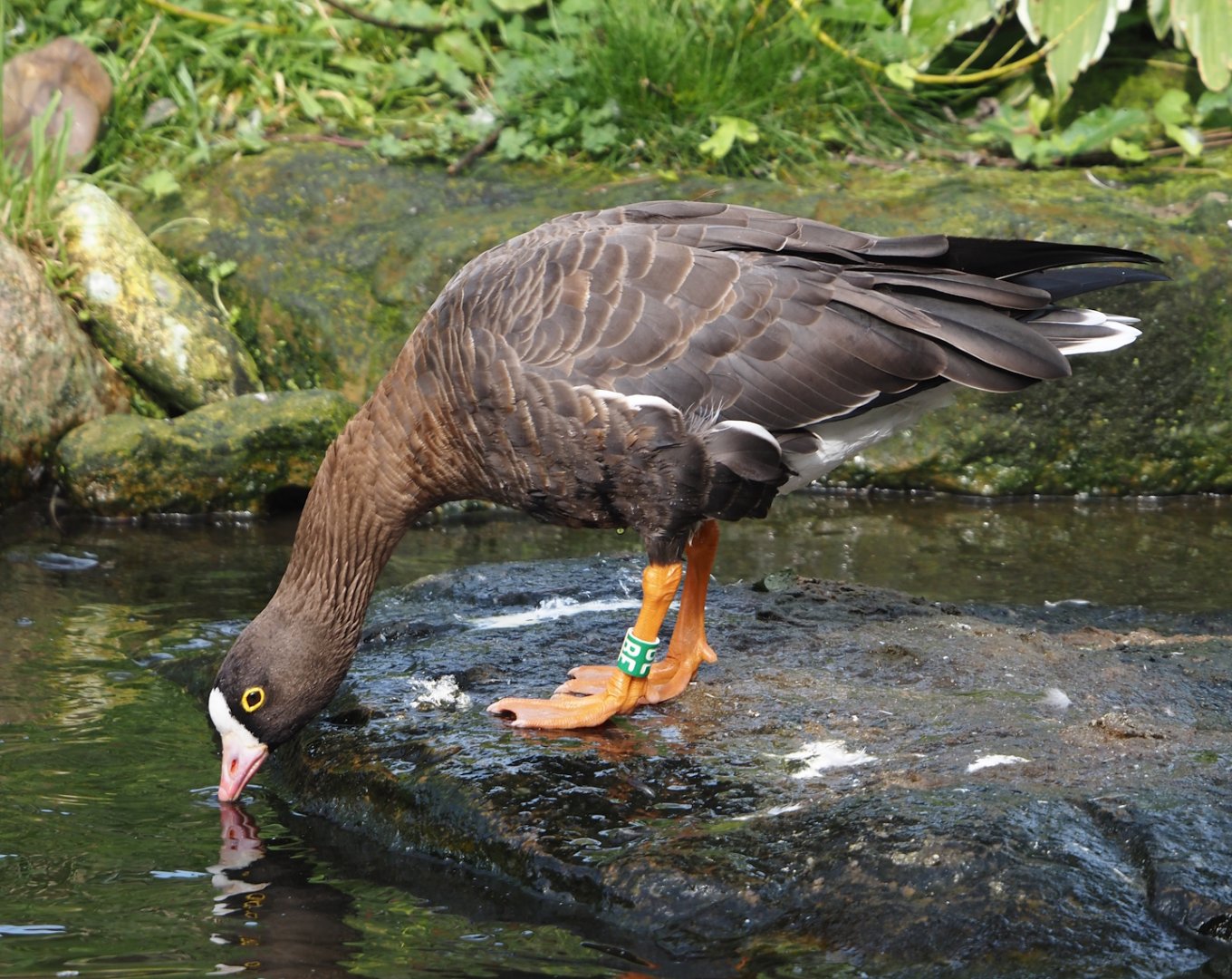 Lesser white-fronted goose (Anser erythropus), 2024-08-21