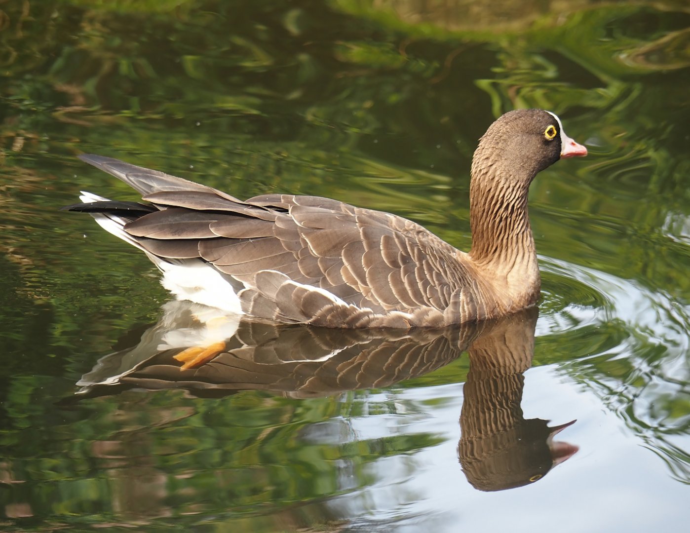 Lesser white-fronted goose (Anser erythropus), 2024-08-21