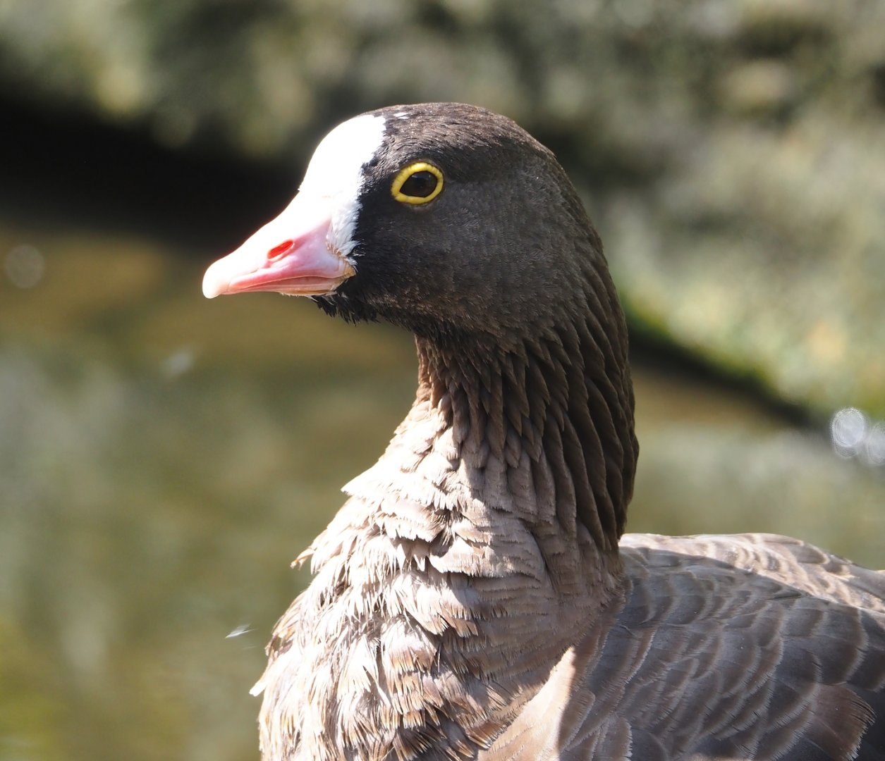 Lesser white-fronted goose (Anser erythropus), 2024-08-21