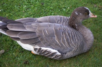 Lesser White-fronted Goose (Anser erythropus)