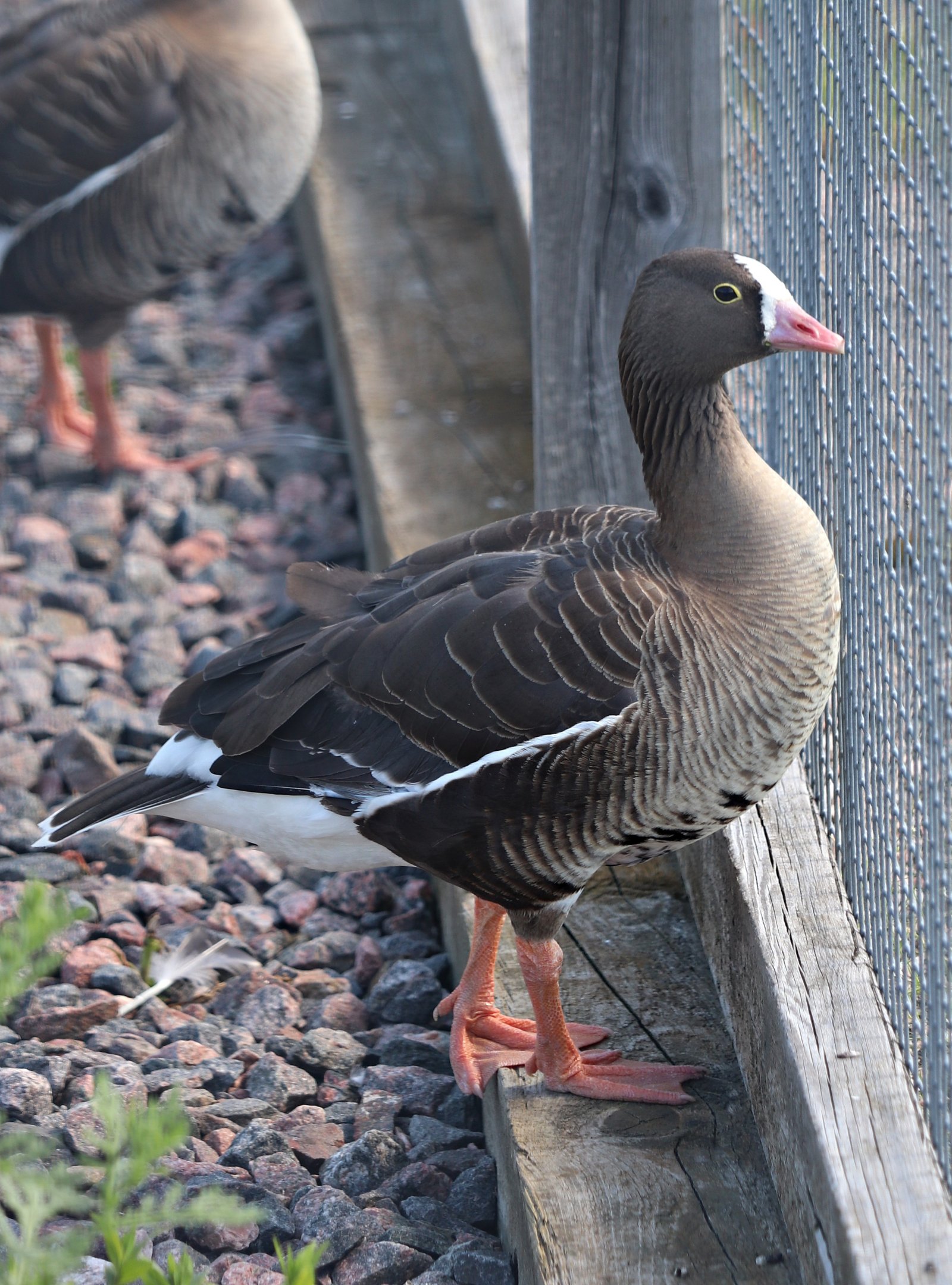 Lesser white-fronted goose (Anser erythropus)