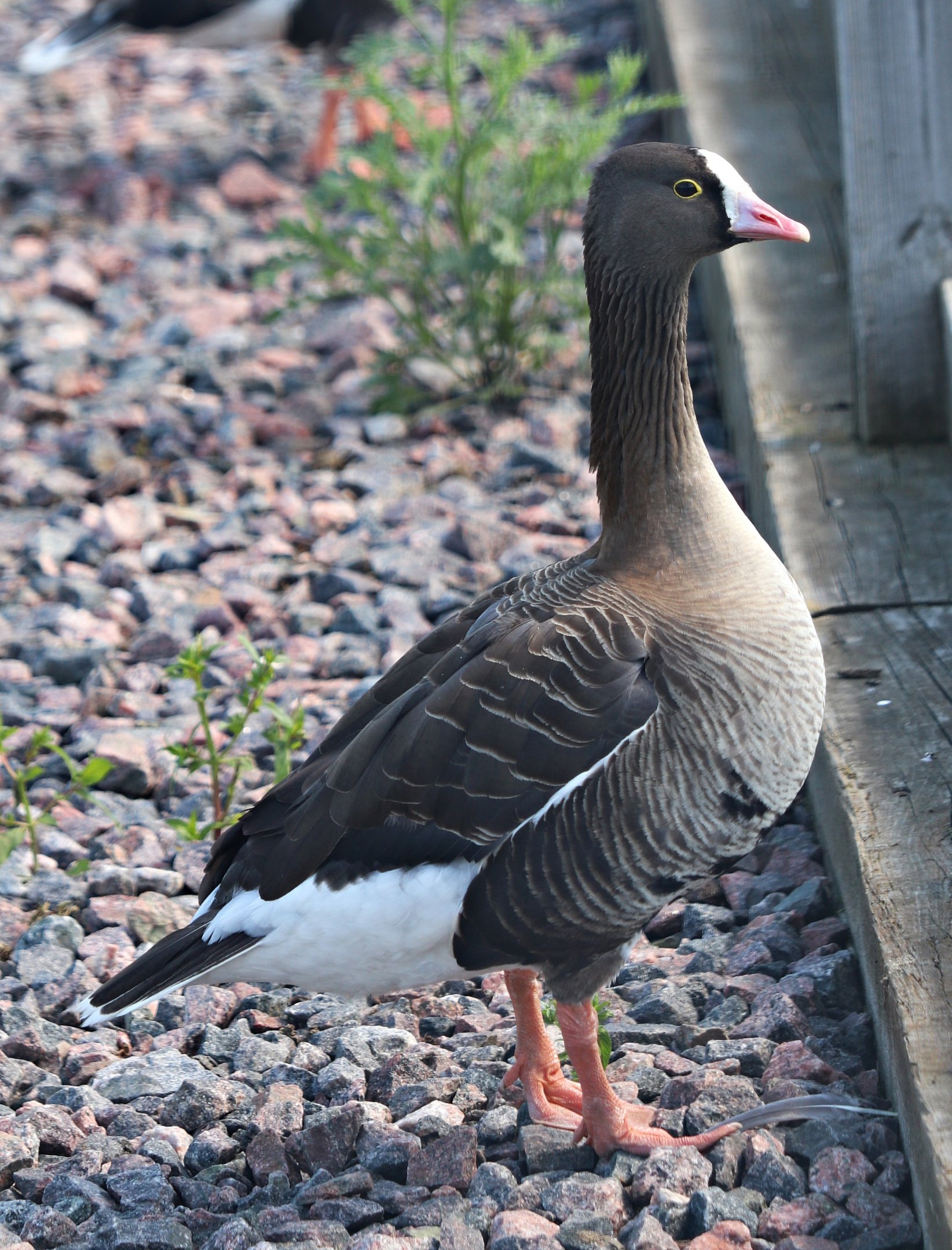 Lesser white-fronted goose (Anser erythropus)