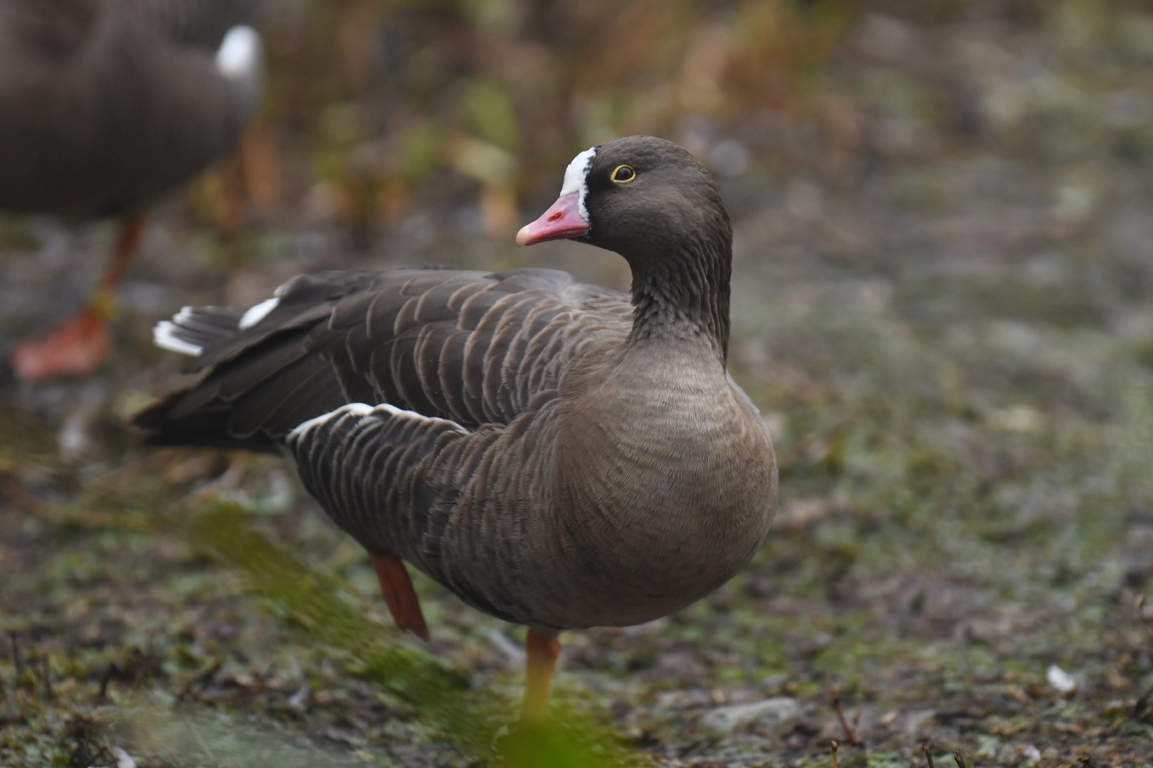 Lesser White-fronted Goose (Anser erythropus)