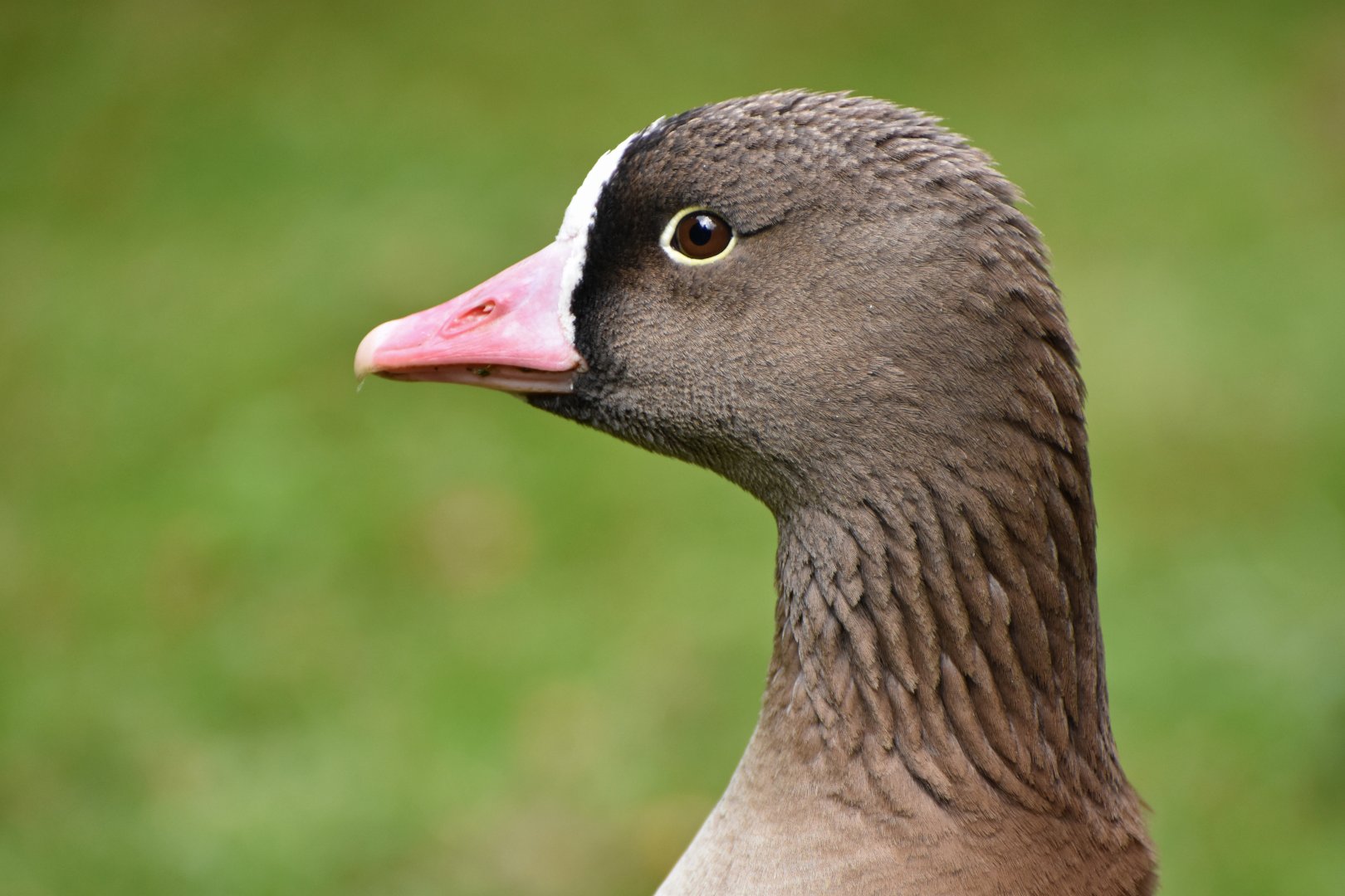 Lesser White-fronted Goose Anser erythropus